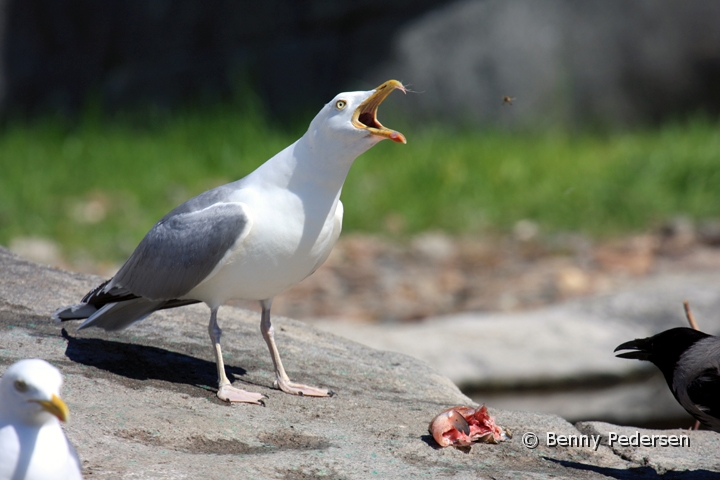 soelvmaege IMG_5027.jpg - Sølvmåge (Larus argentatus)